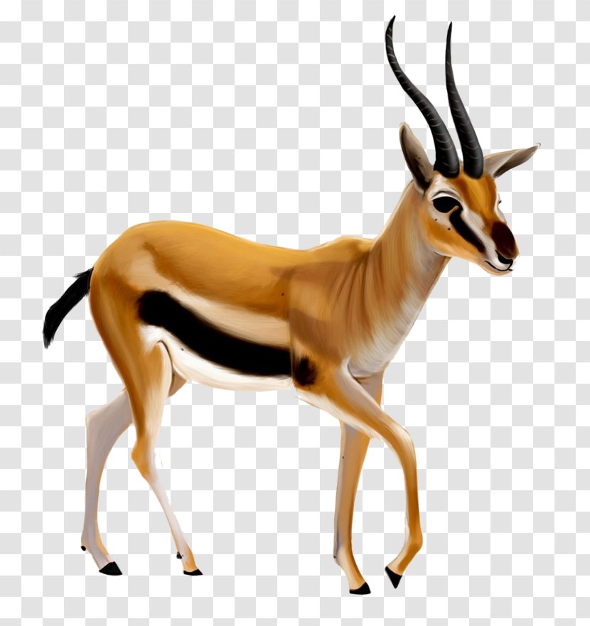 Gazelle Clip Art - Terrestrial Animal Transparent PNG
