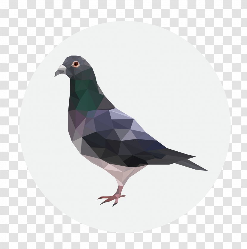 Homing Pigeon Columbidae Clip Art - Beak Transparent PNG