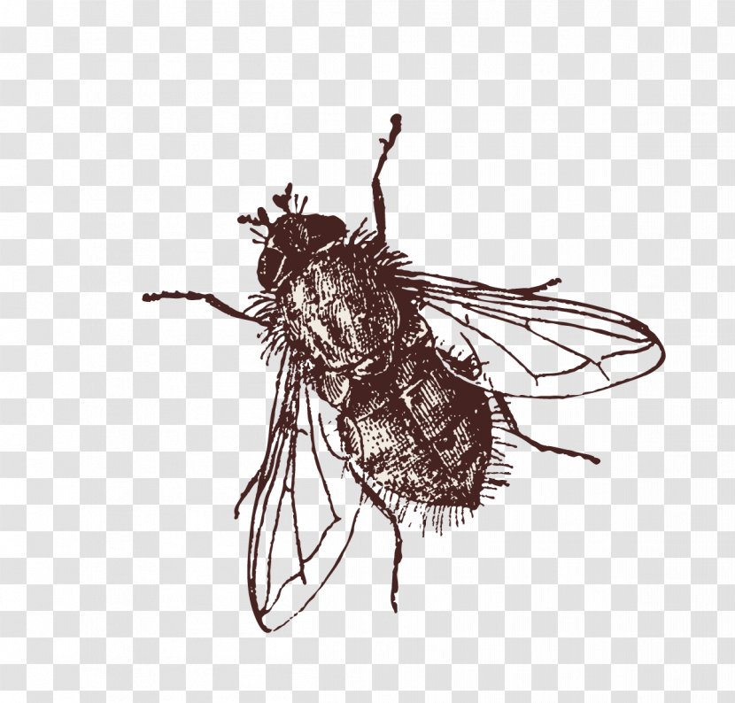 Clip Art Insect Image Fly - Housefly - Flies Transparent PNG