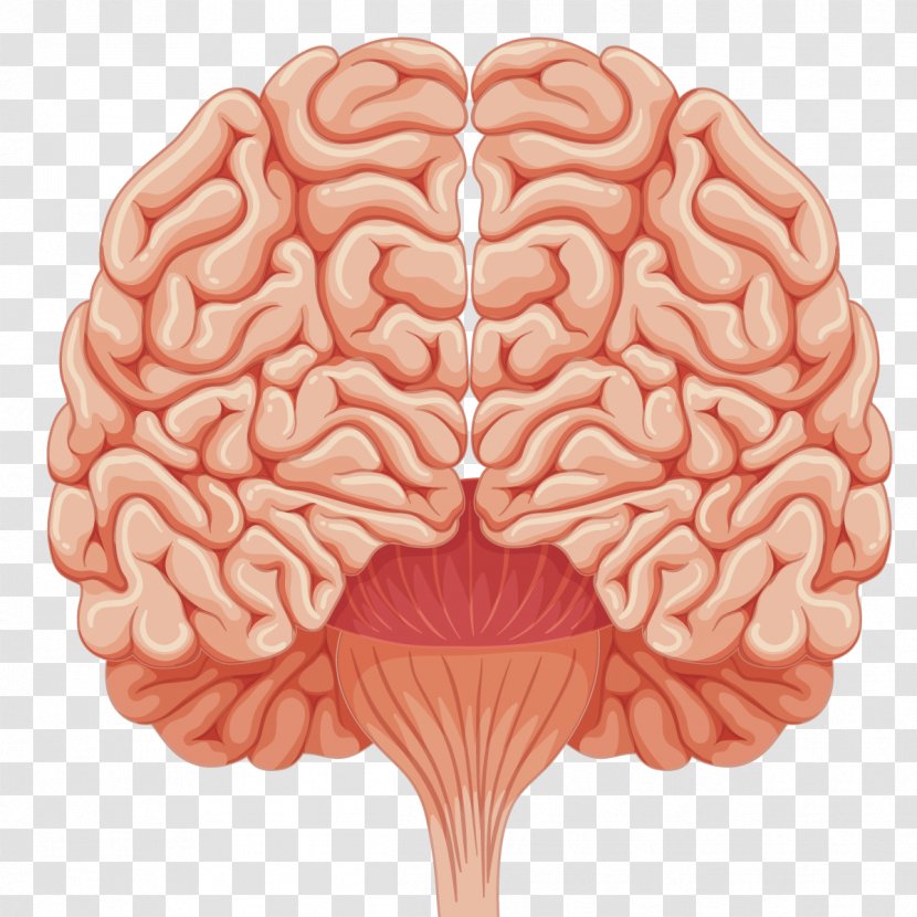 Human Brain Euclidean Vector Illustration - Tree Transparent PNG