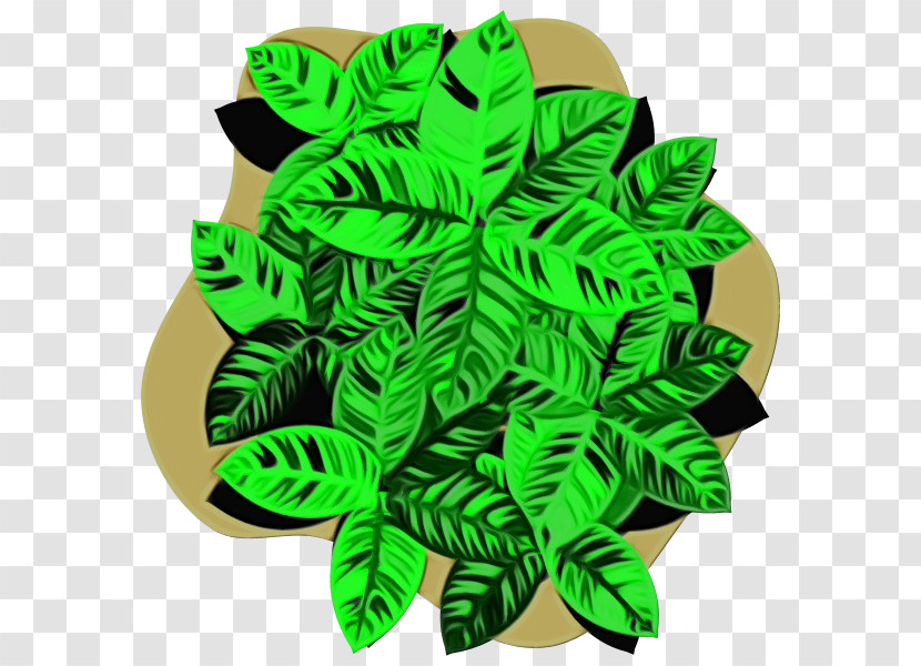 Leaf Green Biology Science Plant Structure Transparent PNG