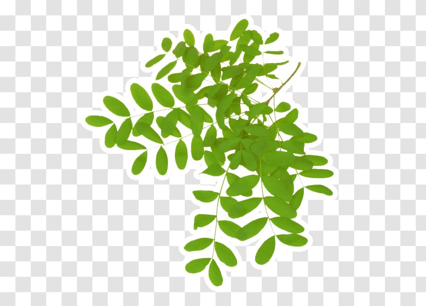Leaf Acacia Dealbata Gum Arabic Tree Plant - Black Locust Transparent PNG