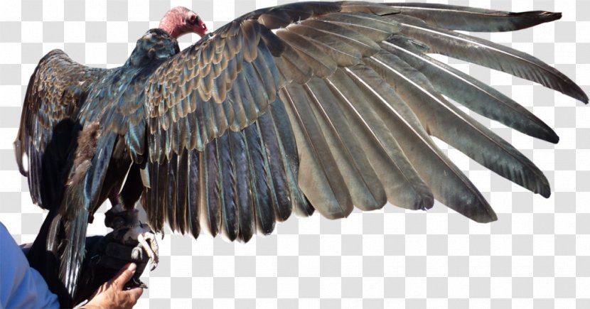 Turkey Vulture Bird Pituophis Catenifer Affinis Sonoran Desert Transparent PNG