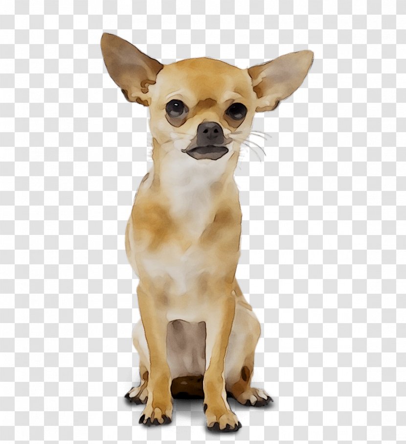 Chihuahua Russkiy Toy Puppy Yoana Wedding Organizer Dog Breed Transparent PNG