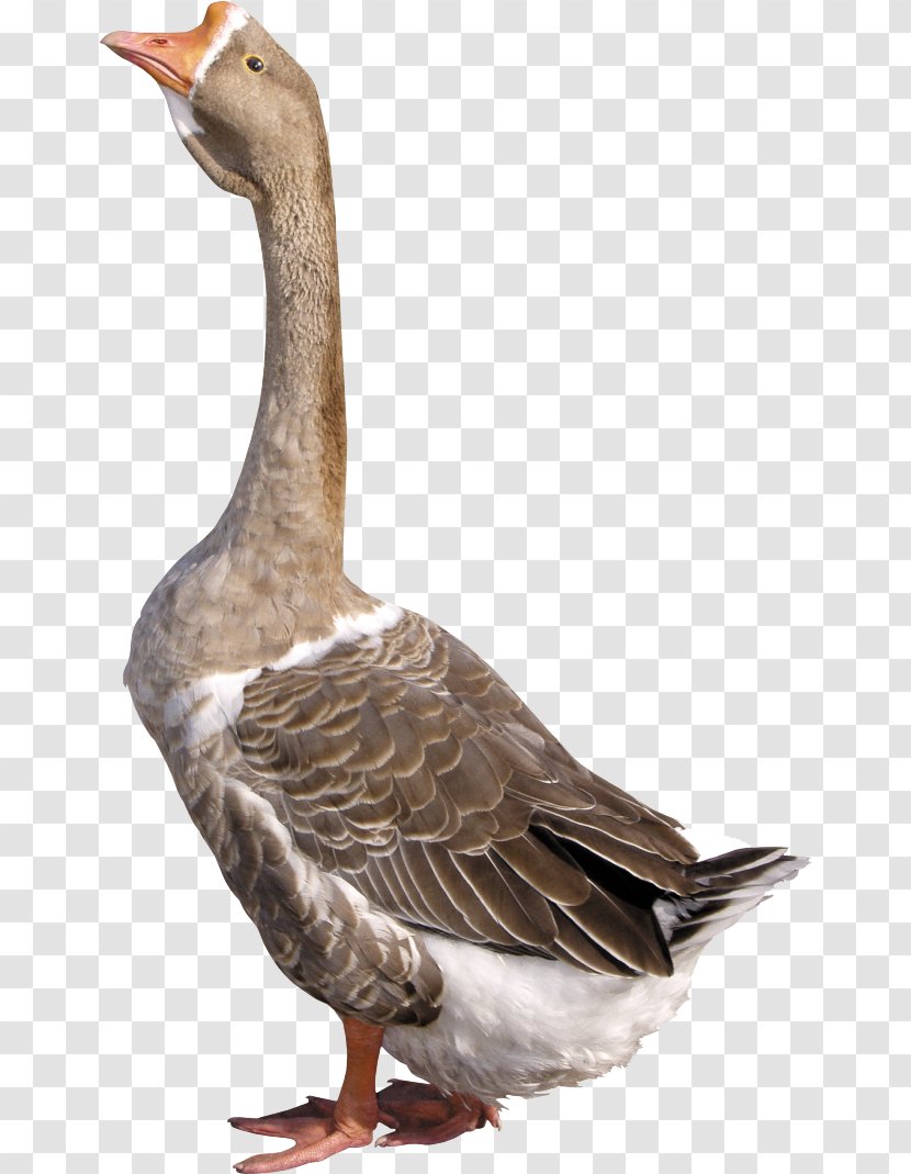 Goose Duck - Waterfowl Transparent PNG