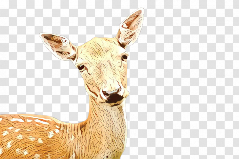 Deer Wildlife Fawn Roe Deer Animal Figure Transparent PNG