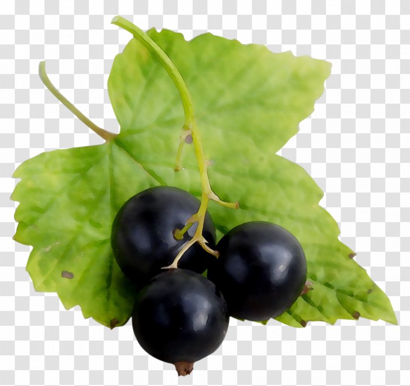 Gooseberry Blackcurrant Zante Currant Bilberry Redcurrant - Chokeberry Transparent PNG