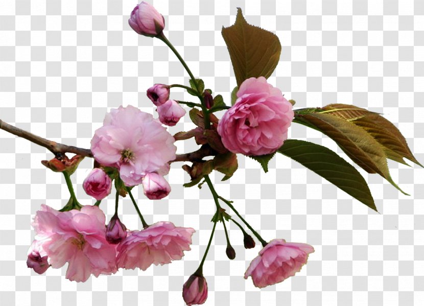 Cherry Blossom Flower Information Drawing Clip Art - Orchids Transparent PNG