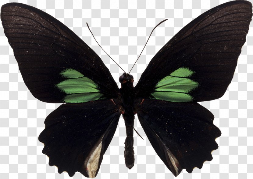 Butterfly Parides Sesostris Aeneas Black Swallowtail - Insect Transparent PNG