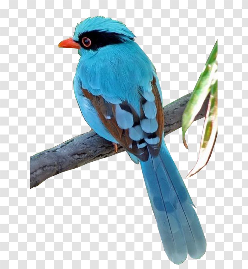 Bird Clip Art - Color Transparent PNG