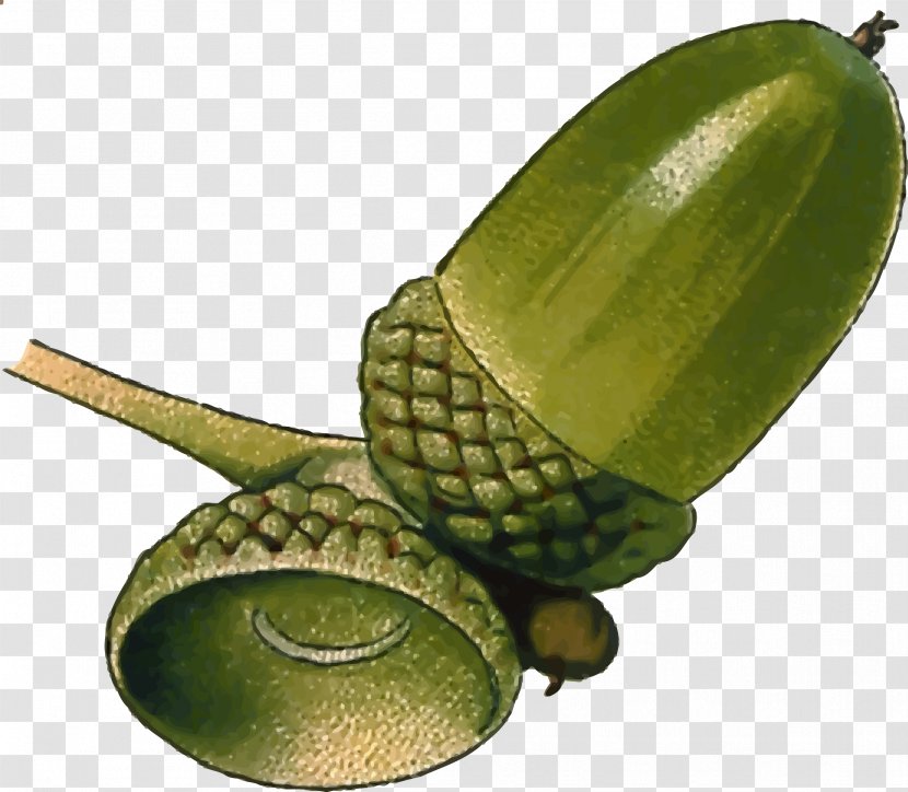 Embryophyta Acorn Oak Clip Art - Fruit Transparent PNG