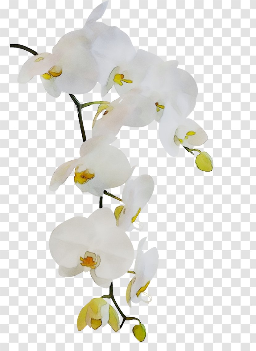 Chapters And Verses Of The Bible 1 Peter 5 Orchids Religious Text - Sympathy - Moth Orchid Transparent PNG