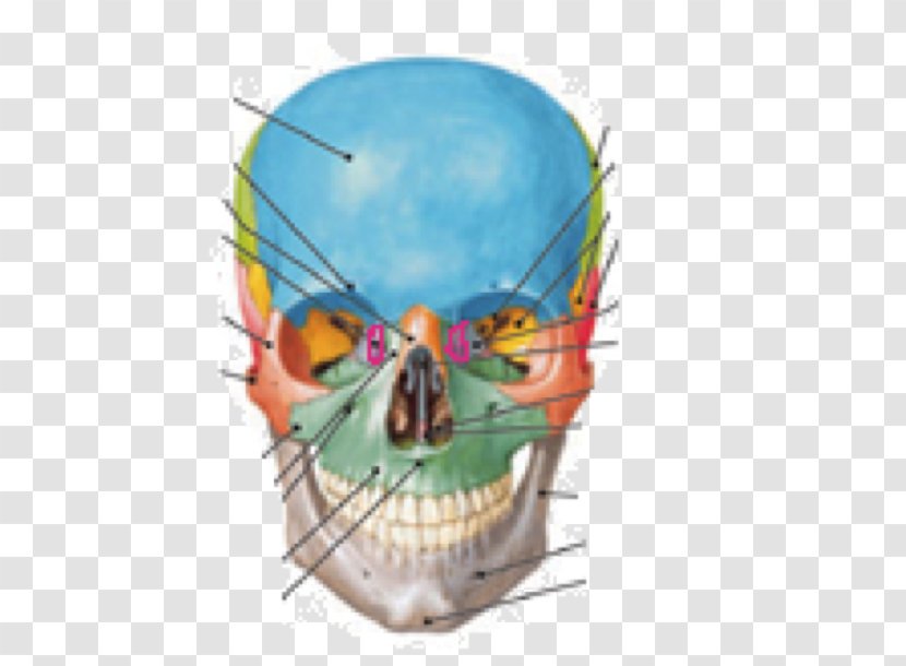 Atlas Der Anatomie Des Menschen Human Anatomy Skull Skeleton - Cartoon - Supraorbital Foramen Transparent PNG