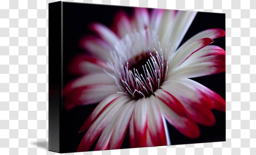 Transvaal Daisy Livingstone Chrysanthemum Dahlia Close-up - Plant - White Gerbera Transparent PNG