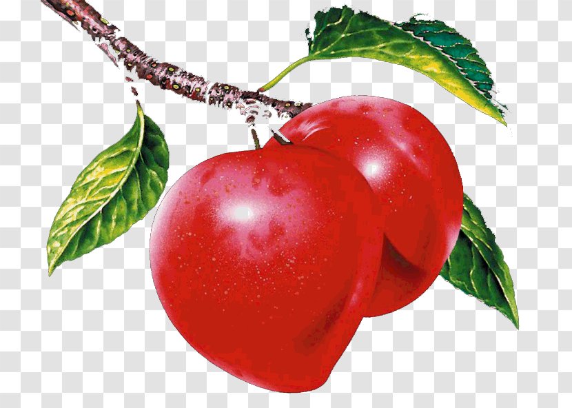 Nectarine Apple CorelDRAW Ameixeira - Acerola Family - Fresh Apples Transparent PNG