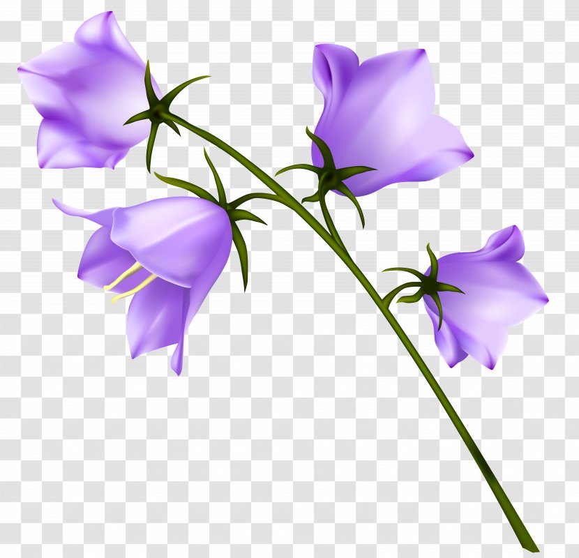 Flower Purple Wallpaper - Petal - Spring Campanula Clipart Transparent PNG