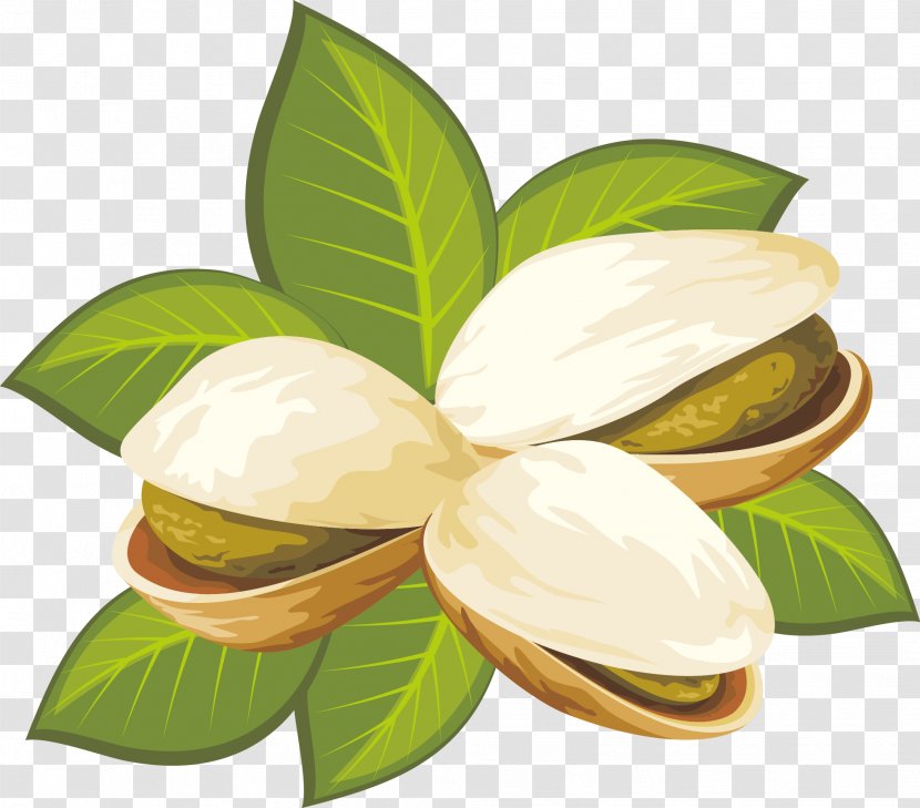 Pistachio Nut Stock Illustration Clip Art - Flavor - Pistachios Vector Transparent PNG