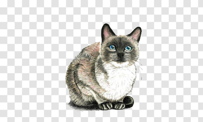 Cat Kitten Drawing Mouse - Side Bar Transparent PNG