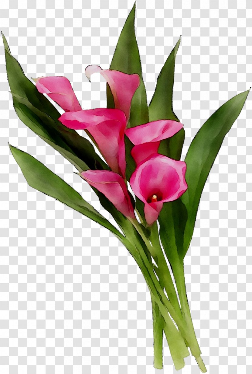 Floral Design Cut Flowers Flower Bouquet Tulip - Magenta Transparent PNG