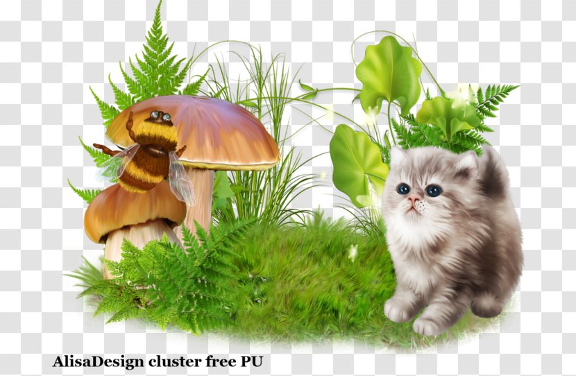 Whiskers Kitten Fauna Wildlife - Cat Transparent PNG