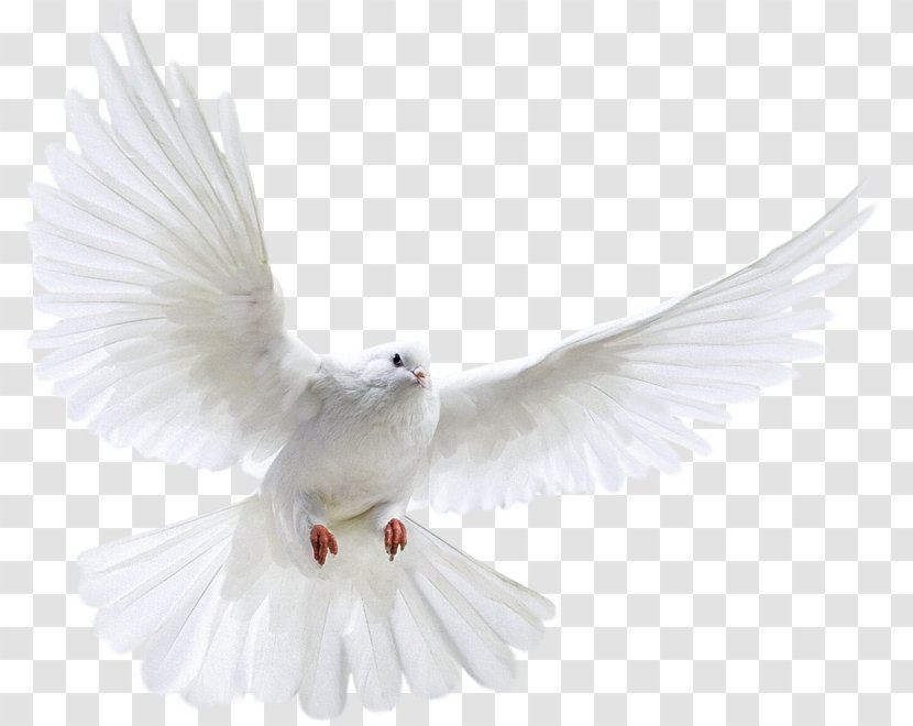 Columbidae Bird Doves As Symbols Clip Art - White Parrot Transparent PNG