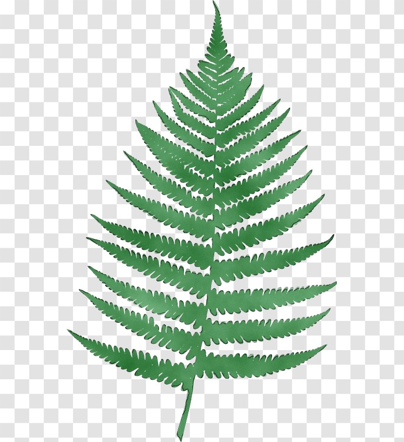 Christmas Day - Tree Fern - Flower American Larch Transparent PNG