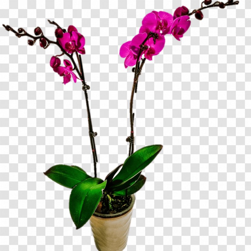 Moth Orchids Cattleya Dendrobium Flower - Flowering Plant Transparent PNG