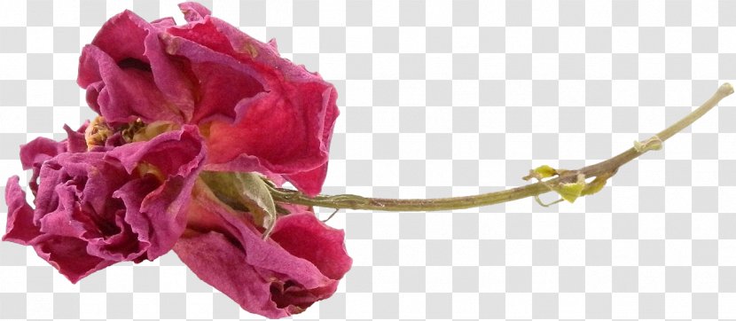 Garden Roses Flower Still Life: Pink Clip Art - Flowering Plant Transparent PNG