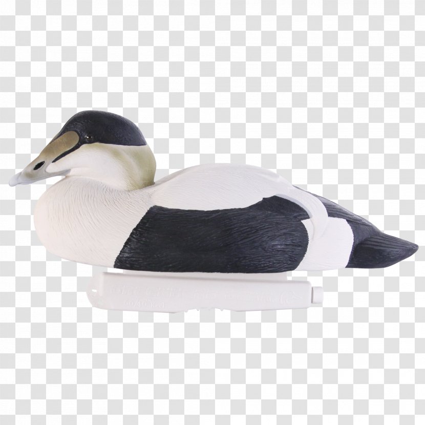 Duck Mallard Shoe Beak Eider - Bird Transparent PNG
