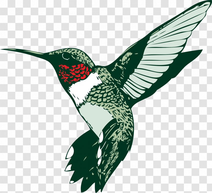 Broad-tailed Hummingbird Ruby-throated Clip Art - Free Content - Graphics Transparent PNG