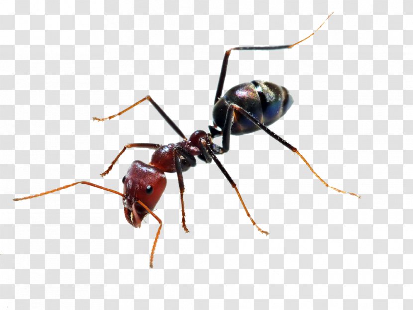 Ant Insect - Social Insects Transparent PNG