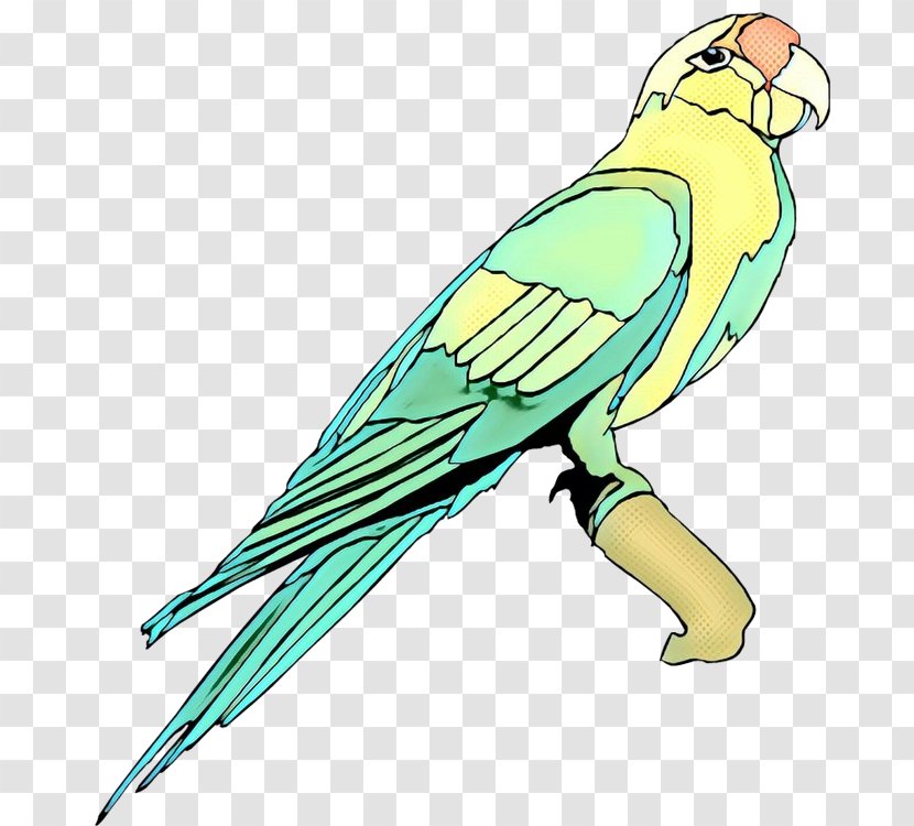 Macaw Lovebird Parakeet Clip Art Beak - Budgie Transparent PNG