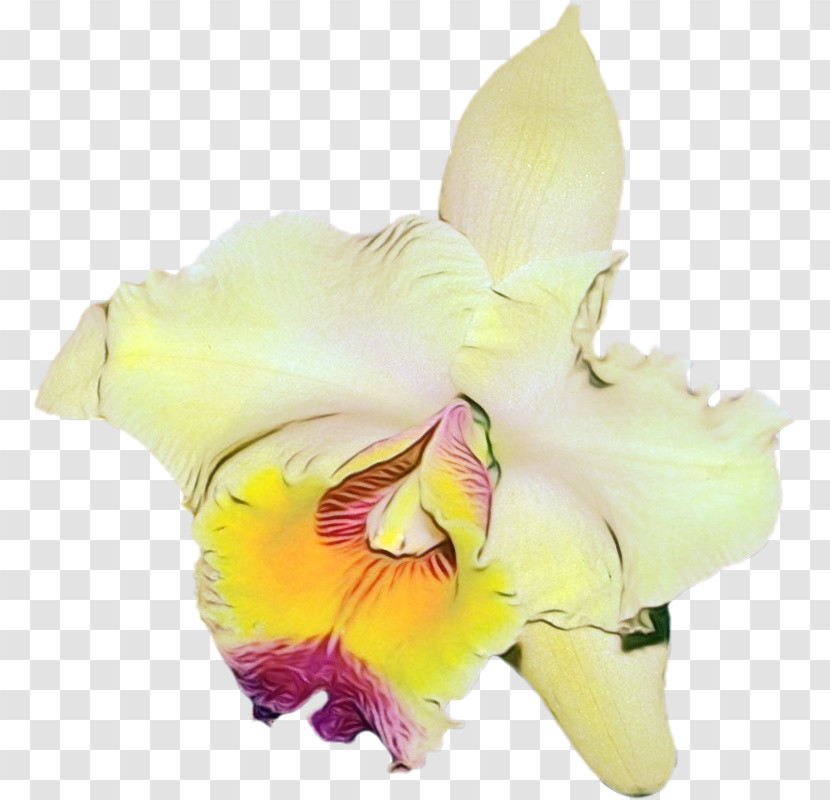 Cut Flowers Gladiolus Moth Orchids Flower Petal Transparent PNG