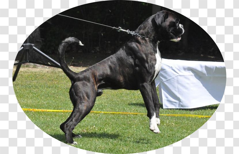 Dog Breed Puppy Litter Boxer Responsible Gaming - Russian Roulette Transparent PNG