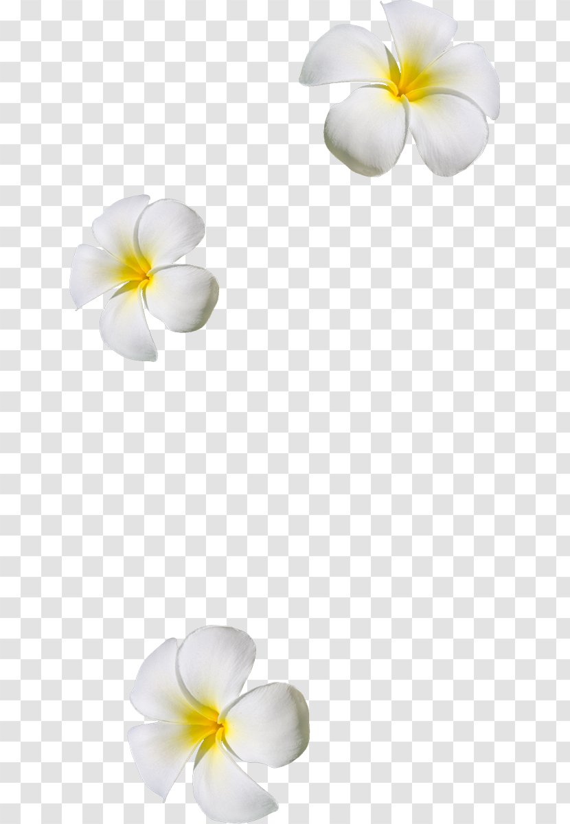 Flower Petal Clip Art - Centrepiece Transparent PNG