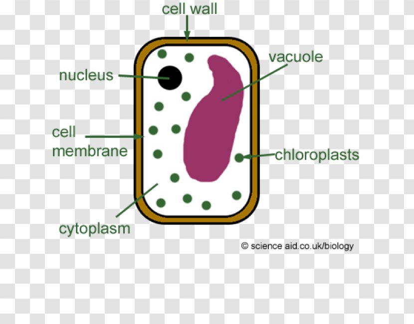 Plant Cell Diagram Plants Wall - Biology Transparent PNG