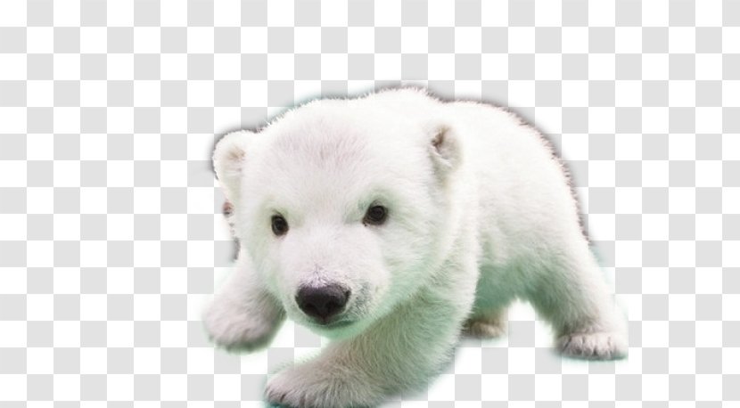 Baby Polar Bears Dog - Kitten - Bear Transparent PNG
