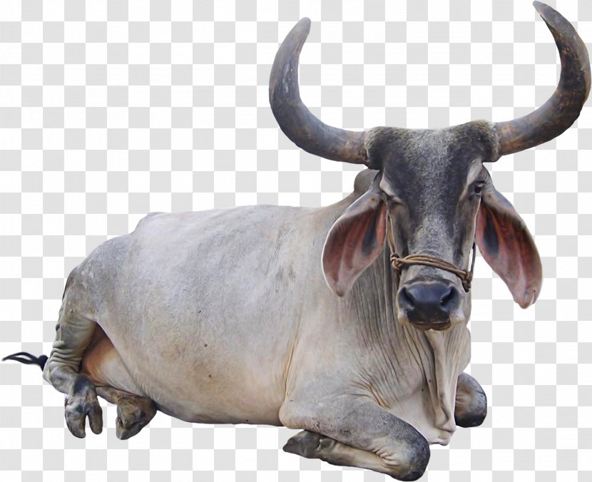 Cattle Goat Animal - Snoring Transparent PNG