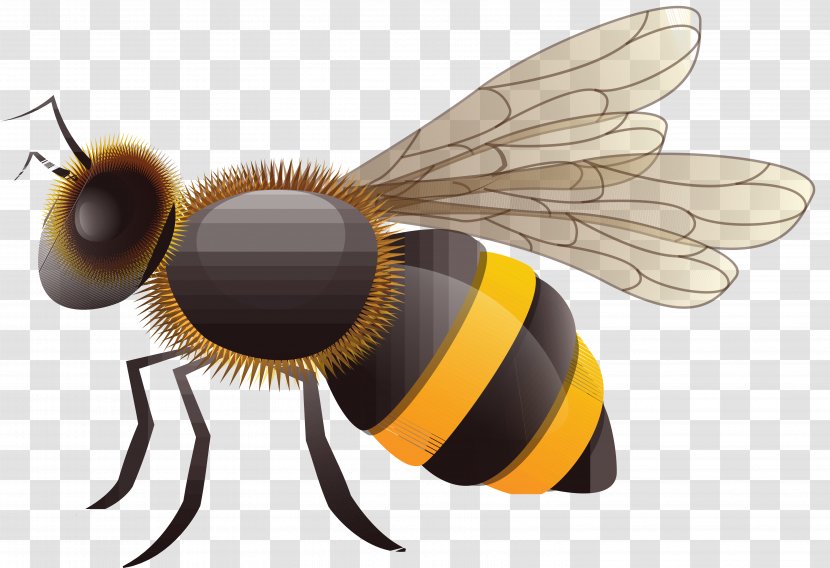 European Dark Bee Drawing Vecteur - Pollinator Transparent PNG