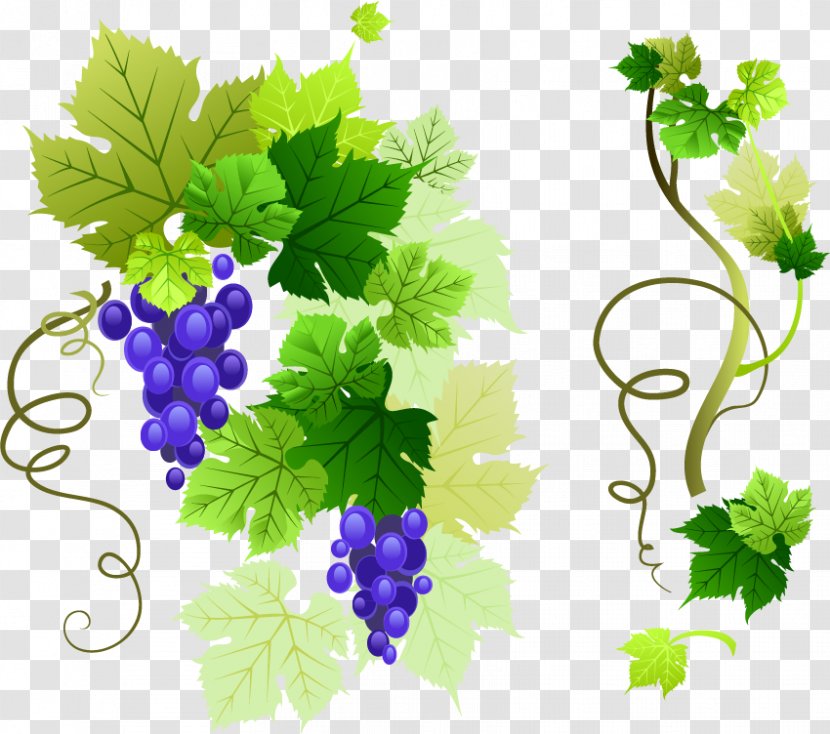 Common Grape Vine Leaves Clip Art - Vector Material Transparent PNG