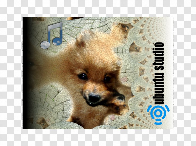 German Spitz Klein Mittel Pomeranian Finnish Volpino - Puppy Transparent PNG
