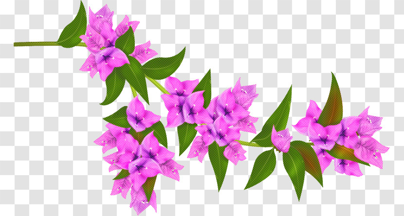 Flower Pink Plant Purple Bougainvillea Transparent PNG