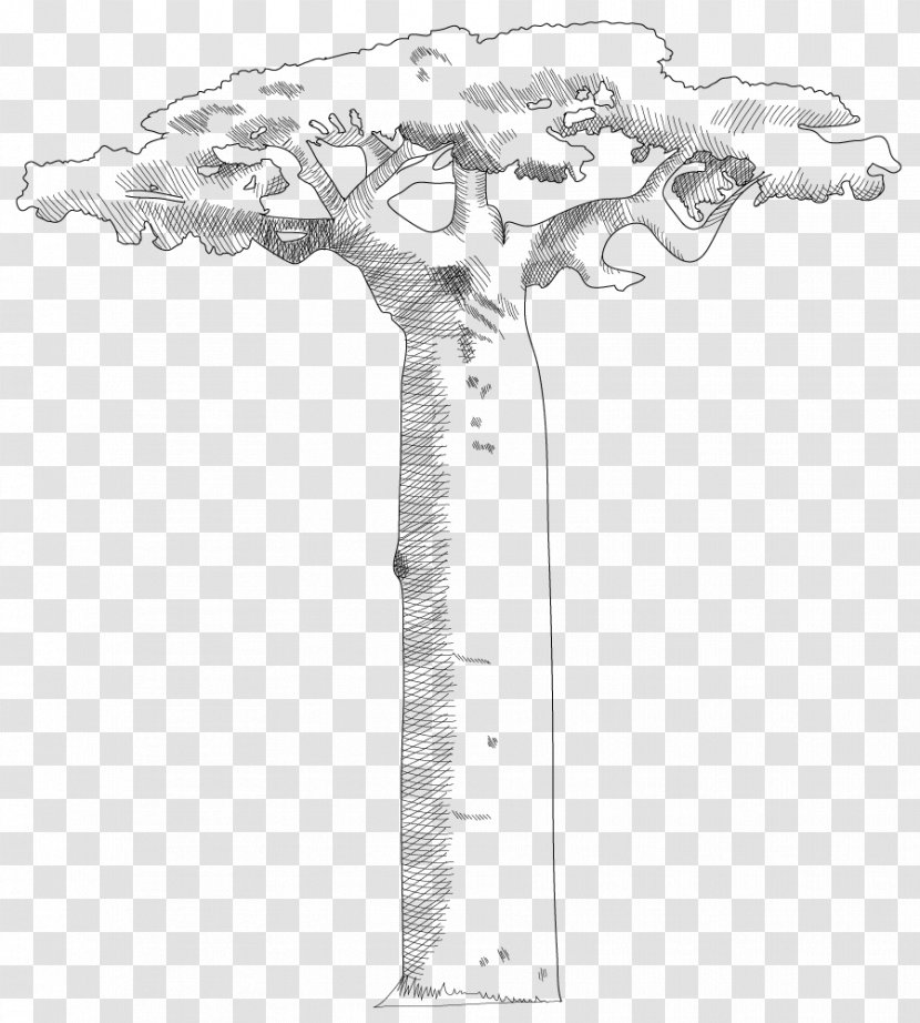 Adansonia Digitata Arbre Bouteille Tree Savanna Canopy - Monochrome Transparent PNG