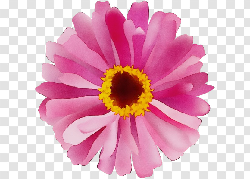 Transvaal Daisy Chrysanthemum Cut Flowers Marguerite Daisy Petal Transparent PNG
