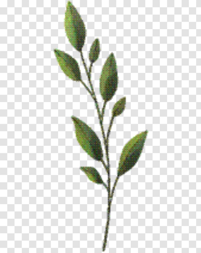 Twig Background - Flower - Branch Tree Transparent PNG