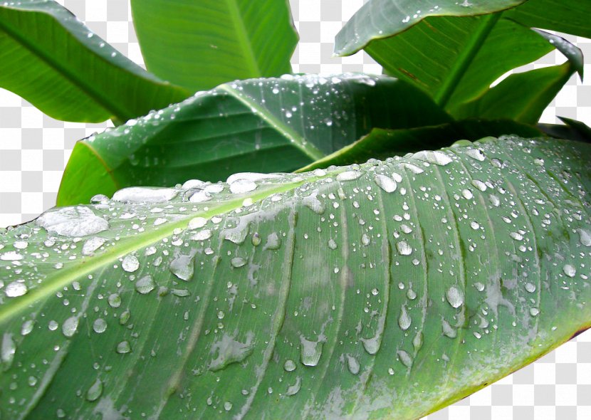 Drop Musa Basjoo Leaf Dew Wallpaper - Rain - Beat Banana Leaves Transparent PNG