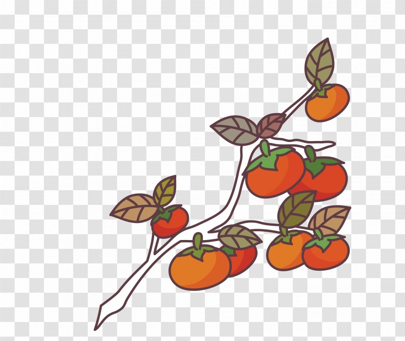 Japanese Persimmon Euclidean Vector - Illustration - Tree Material Transparent PNG