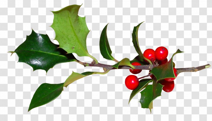 Common Holly Ilex Crenata Plant Magnolia Christmas - Aquifoliaceae Transparent PNG
