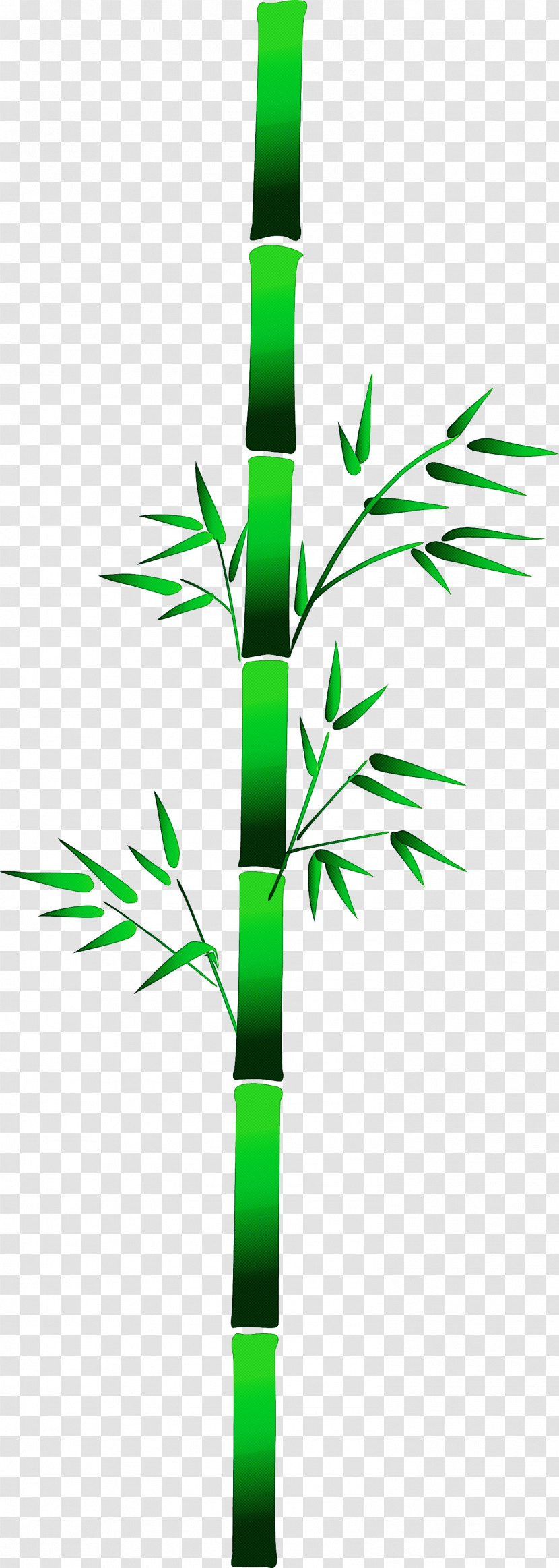 Bamboo Leaf Transparent PNG