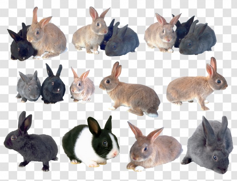 Domestic Rabbit Hare Clip Art - Leporids Transparent PNG